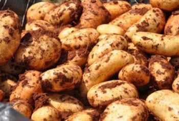 İthal patates satışları başladı… Marketlerde 32 TL, TÜK’te 26 TL