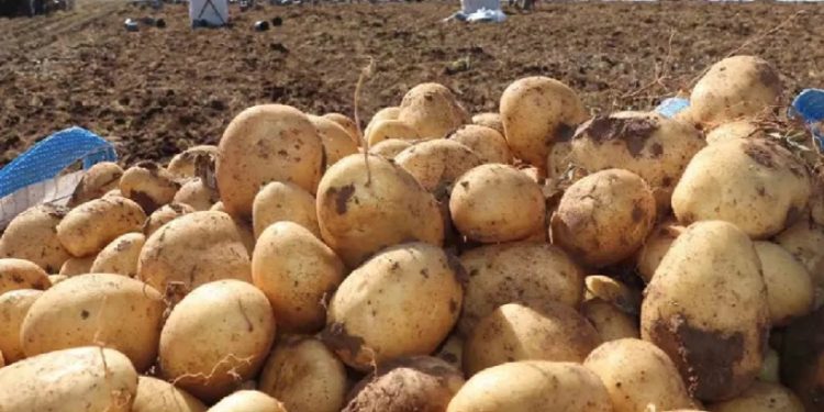 Tarım ve Doğal Kaynaklar Bakanlığı, ithal edilen Sivas üretimi sofralık patateslere uygulanan sürecini paylaştı