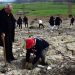 Gençlik Dairesi organizasyonunda 550 fidan ekildi
