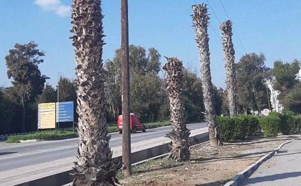 Peyzaj Mimarları Odası, ağaç katliamlarının durdurulması için çağrı yaptı