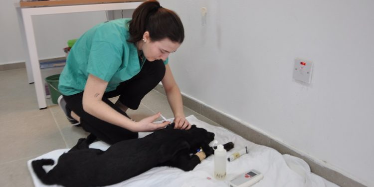 Güzelyurt Belediyesi ile NETAP İşbirliğinde Rehabilitasyon Merkezindeki kısırlaştırma çalışmaları başladı