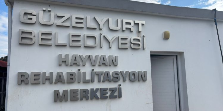 Sokak hayvanları kısırlaştırılıyor…Projenin Güzelyurt ayağı başladı
