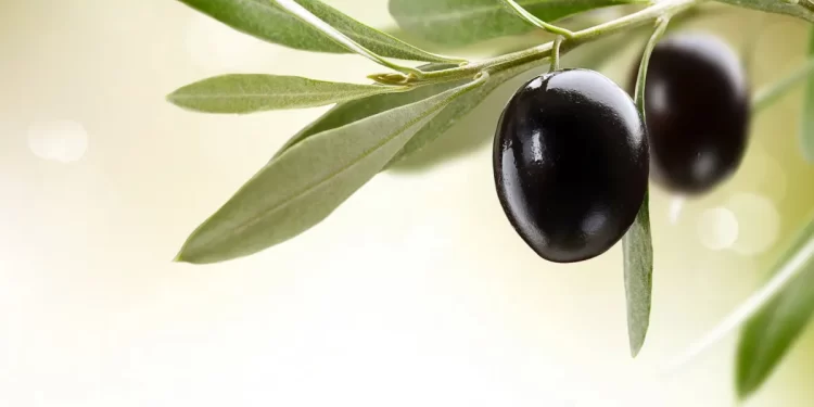 32 zeytin ve zeytin ürünü işletmesine kayıt belgesi verildi