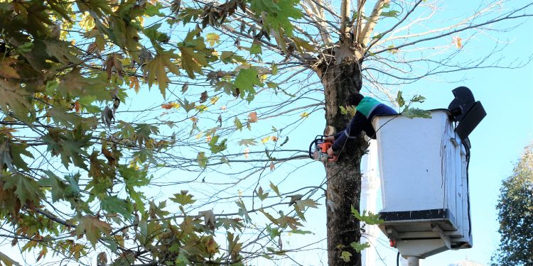 Gazimağusa’da trafikte tehlike arz eden ağaçların budaması yapılacak