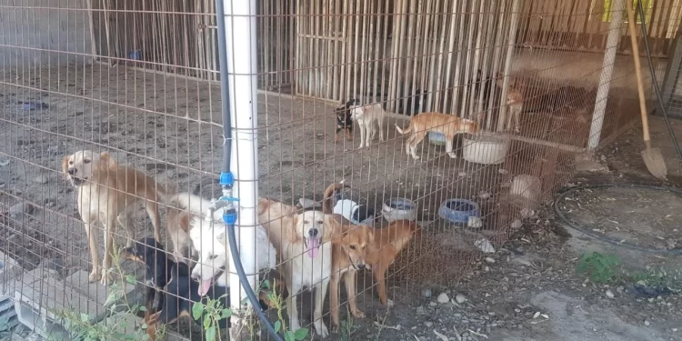 Güzelyurt Hayvanları Koruma Derneği kısırlaştırma projelerinin devamını talep etti