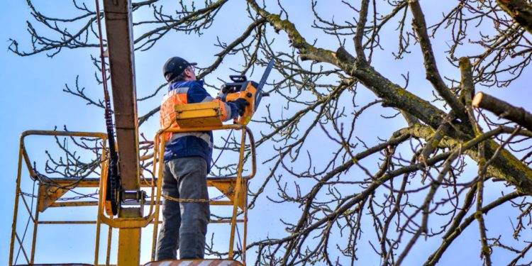 Gazimağusa’da Kaliland bölgesi ağaç budaması nedeniyle trafiğe kapatılacak