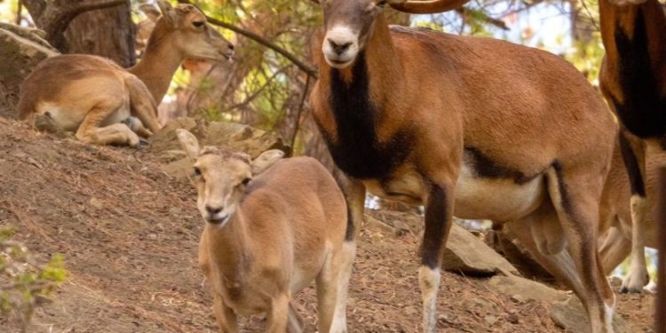 Kıbrıs’taki muflon sayısı üç bine ulaştı