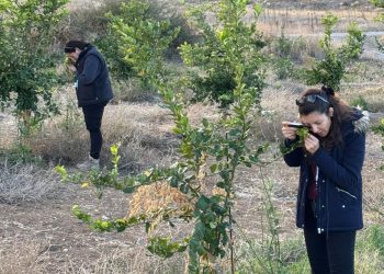 Tarım Bakanlığı zararlıya karşı biyolojik mücadelesini sürdürüyor