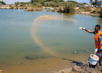 Gazimağusa Belediyesi sivrisineklere yönelik biyolojik mücadelesini sürdürüyor