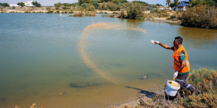 Gazimağusa Belediyesi sivrisineklere yönelik biyolojik mücadelesini sürdürüyor