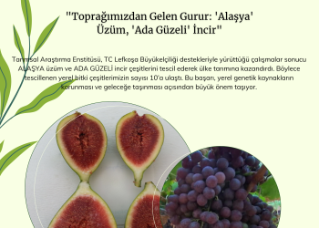 Tarımsal Araştırma Enstitüsü’nün yürüttüğü çalışmalar kapsamında “Alaşya” ve “Ada Güzeli” tescillendi