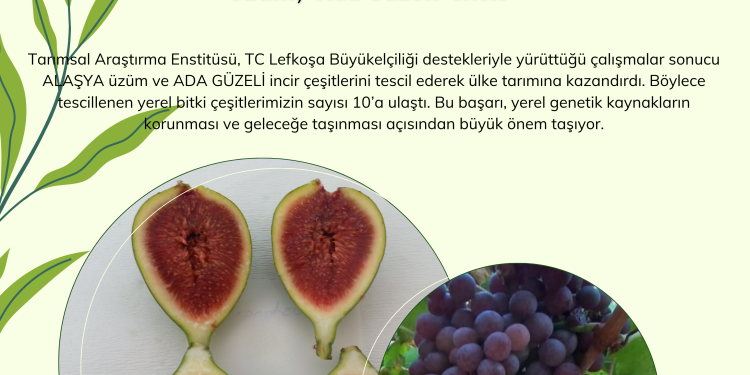 Tarımsal Araştırma Enstitüsü’nün yürüttüğü çalışmalar kapsamında “Alaşya” ve “Ada Güzeli” tescillendi