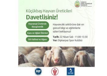 Dipkarpaz’da küçükbaş hayvan üreticilerine yönelik eğitim düzenleniyor