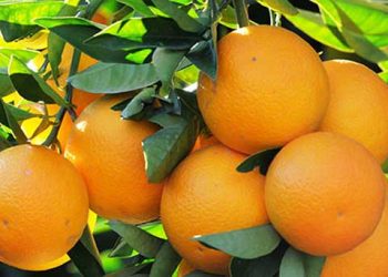 Narenciye Üreticileri Birliği, Cypfruvex’i ödemeleri bir an önce yapmaya çağırdı