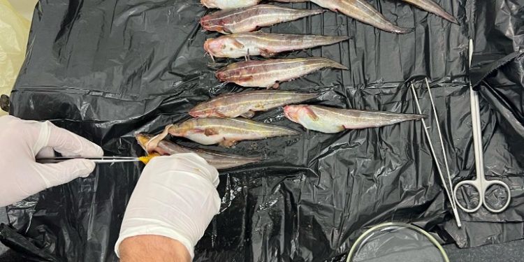 Tarım ve Doğal Kaynaklar Bakanlığı’ndan Çizgili Yılan Kedi Balığı hakkında bilgilendirme…