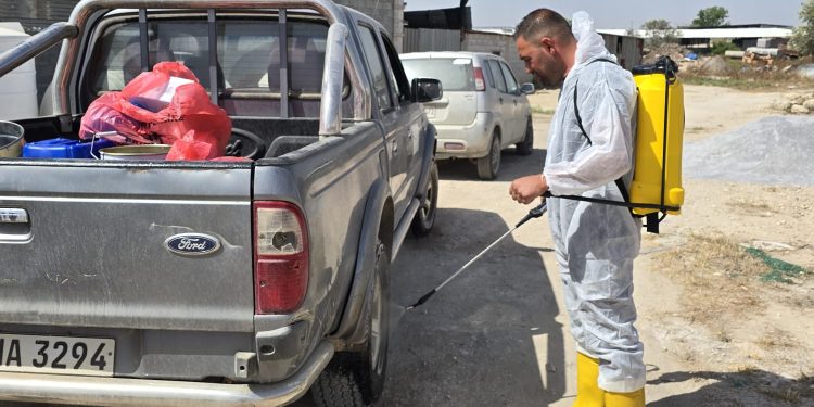 Veteriner Dairesi’nin koyun keçi çiçek hastalığına karşı aşılama çalışmaları sürüyor