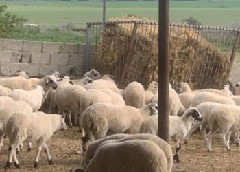 Kasaplık hayvan satışı
