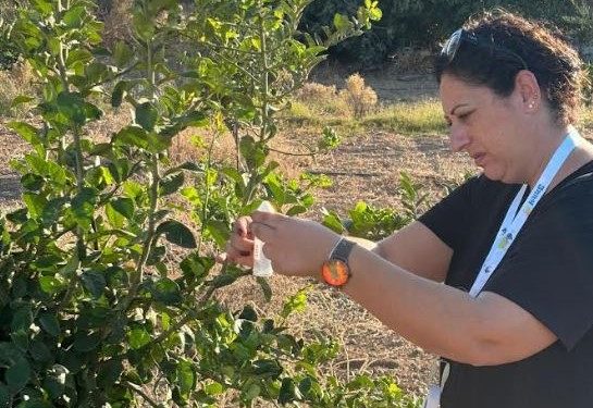 Turunçgil zararlısına karşı biyolojik mücadele.. Doğaya 36 bin parazitoit bırakıldı