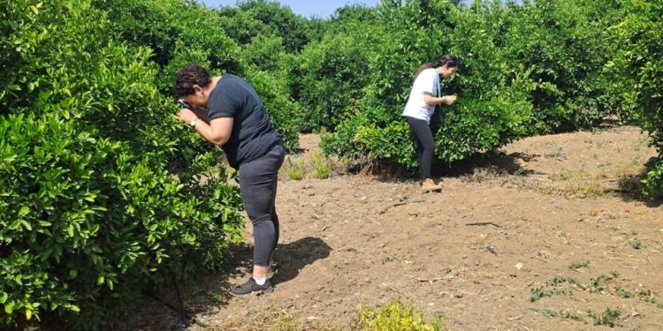 Tarım Dairesi’nden zararlı böcek Diaphorina citri’yle mücadele duyurusu