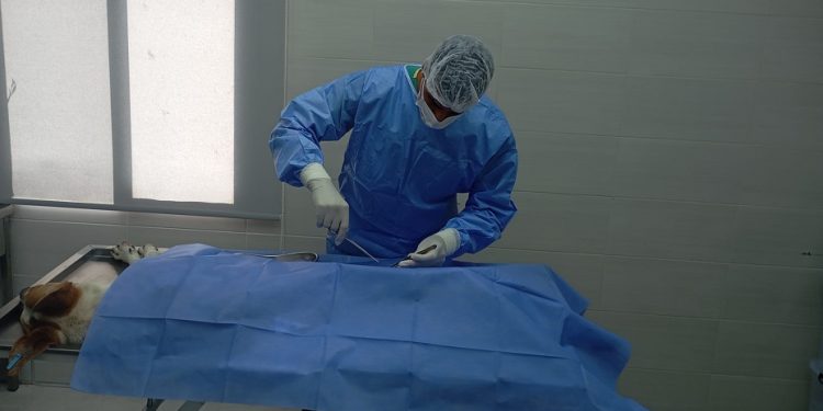 Girne Belediyesi bininci sokak köpeğini kısırlaştırdı
