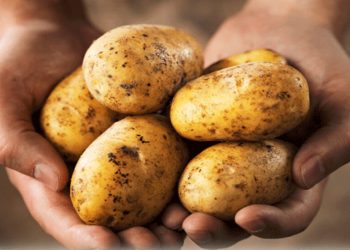 İlkbahar patates beyanlarına itirazlar için son gün 27 Haziran