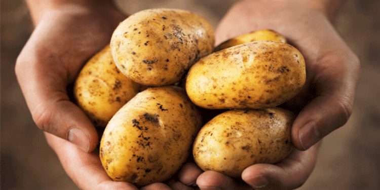 İlkbahar patates beyanlarına itirazlar için son gün 27 Haziran