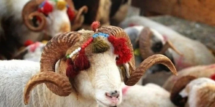 Kurban Bayramı’nın ikinci gününde kutlamalar devam ediyor