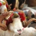 Kurban Bayramı’nın ikinci gününde kutlamalar devam ediyor