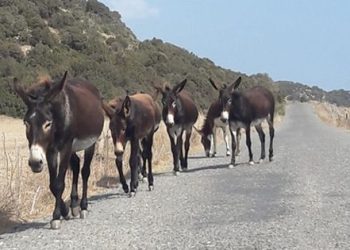 Karpaz Koruma Derneği, Dipkarpaz’a Enformasyon Dairesi açılmasını talep etti