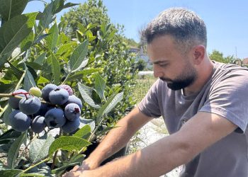KKTC’deki öğrencilik yıllarında tadından etkilendiği yaban mersininin Zonguldak’ta üreticisi oldu