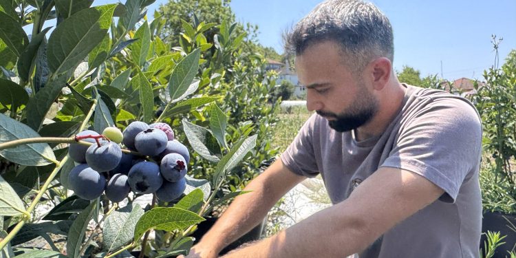 KKTC’deki öğrencilik yıllarında tadından etkilendiği yaban mersininin Zonguldak’ta üreticisi oldu