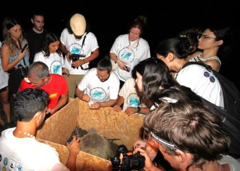 Caretta Caretta kaplumbağalarına uydu vericisi takıldı