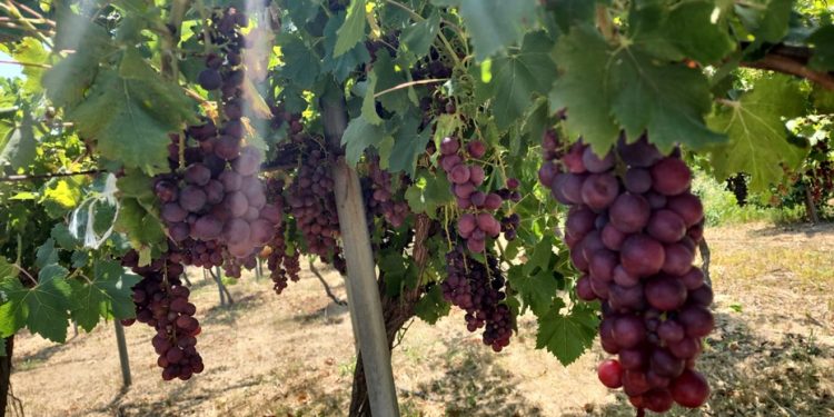 TAE, bağcılığın geliştirilebilmesi amacıyla 6’sı yeni 12 sofralık üzüm çeşidini denemeye aldı