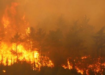 Türkiye’nin birçok ilinde çıkan orman yangınlarıyla mücadele sürüyor