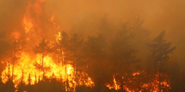 Türkiye’nin birçok ilinde çıkan orman yangınlarıyla mücadele sürüyor