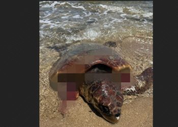 SAGAM Başkanı Çiçek: Sahillerdeki başıboş köpekler deniz kaplumbağaları için büyük tehdit