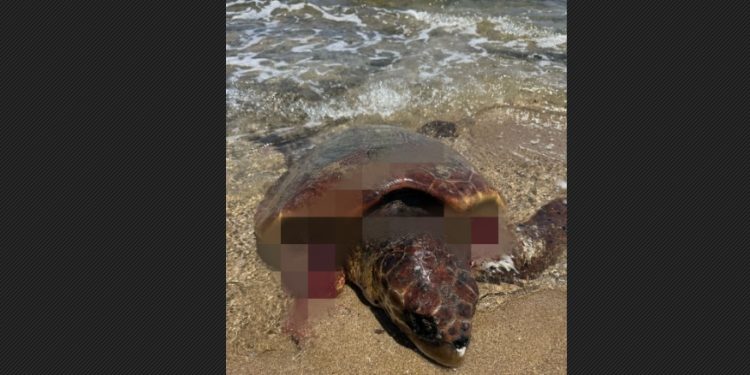 SAGAM Başkanı Çiçek: Sahillerdeki başıboş köpekler deniz kaplumbağaları için büyük tehdit