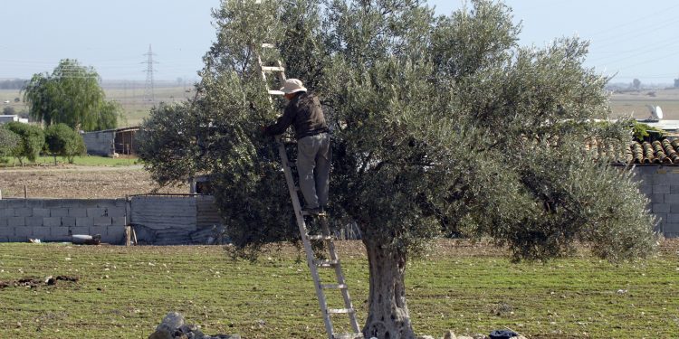 Lefke’de erkenci zeytin hasadı ile harup hasadı 25 Ağustos’ta, yerli zeytin hasadı ise 8 Eylül’de