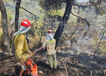 Aydın’ın Germencik ilçesinde çıkan orman yangını kontrol altına alındı