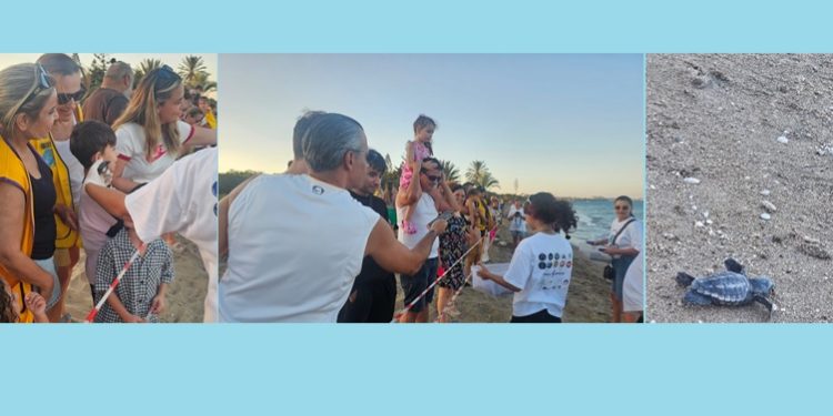 Yavru kaplumbağalar denizle buluştu