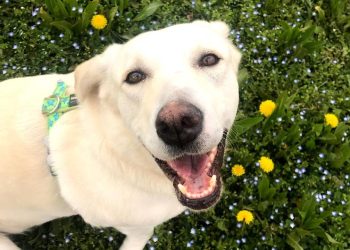 İtalyada turist köpeklere vergi dönemi