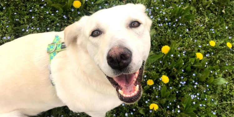 İtalyada turist köpeklere vergi dönemi