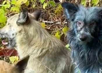 Çernobilde "mavi köpekler" görüldü: Bilim insanları alarma geçti