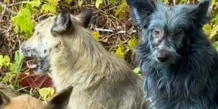Çernobilde "mavi köpekler" görüldü: Bilim insanları alarma geçti