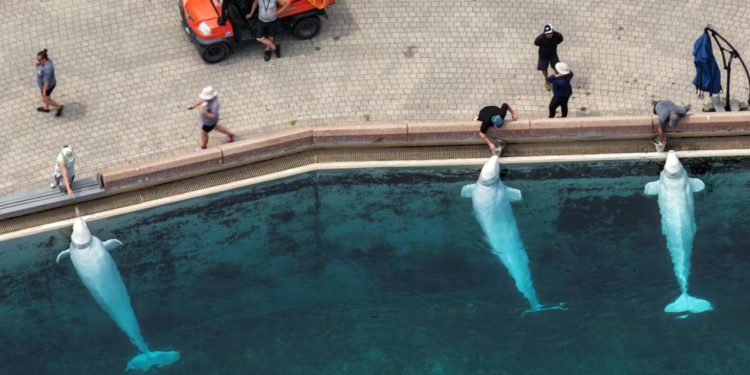 Kanada'da eğlence parkı, bütçe nedeniyle 30 balinayı öldürmeyi planlıyor