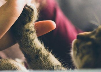 AB mahkemesi, uçuşlarda evcil hayvanı bagaj olarak sınıflandırdı