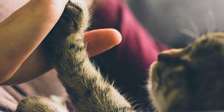 AB mahkemesi, uçuşlarda evcil hayvanı bagaj olarak sınıflandırdı