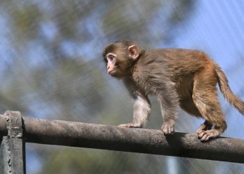 ABD'de 'hastalıklı maymun' paniği: Kamyon devrildi, hayvanlar kaçtı