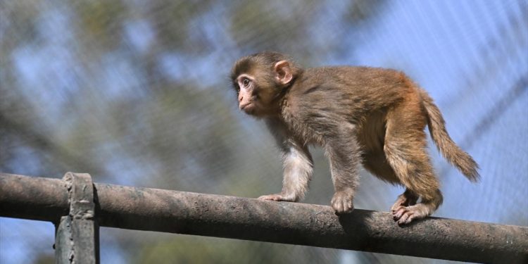 ABD'de 'hastalıklı maymun' paniği: Kamyon devrildi, hayvanlar kaçtı