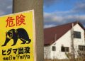 Japonya'da ayı saldırısı: 2 yaralı
